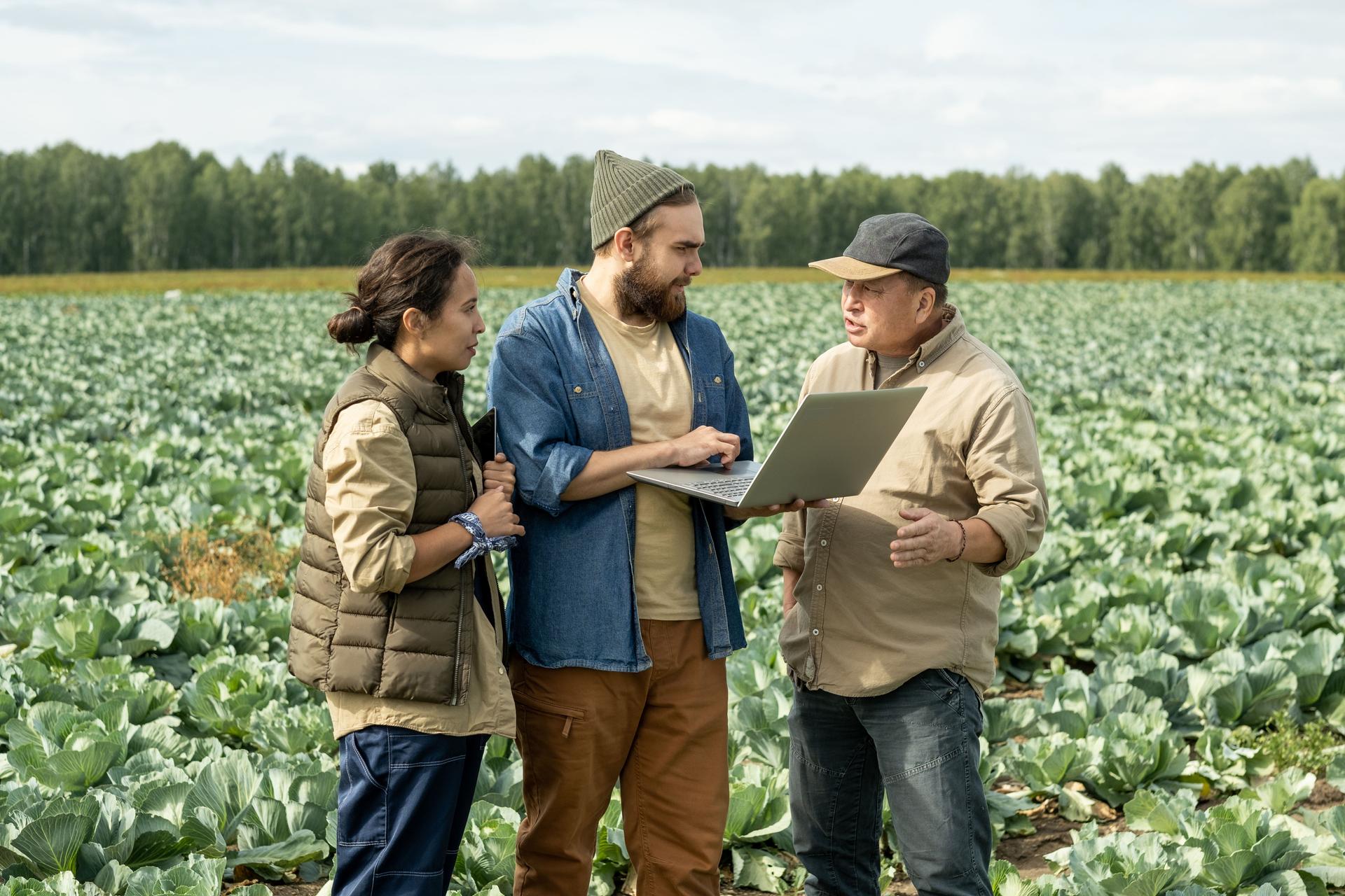 Agroengineers Discussing Cabbage Harvest