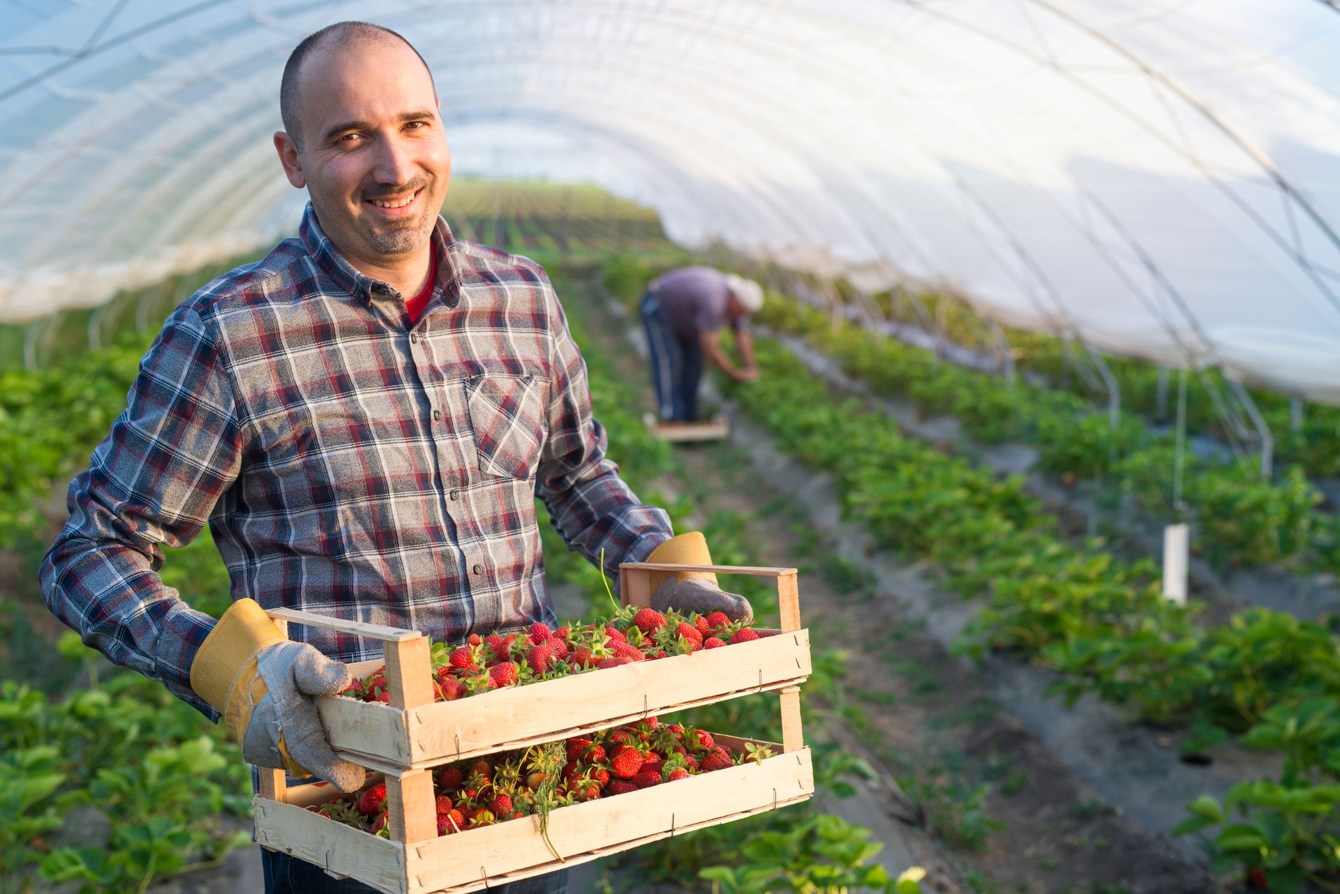 Farmer holding crate full of strawberries in strawberry field greenhouse.